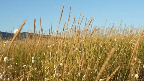 Field with grass and snails on it, with distant hills in the background Video stock 278085032