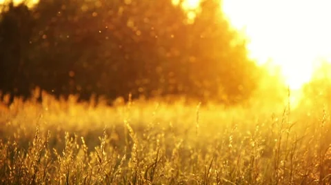 Field of grass and sunset Stock Footage