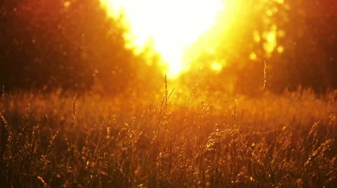 Field of grass and sunset Stock Footage 7904900