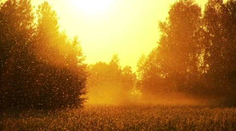 Field of grass and sunset 動画素材 7904905