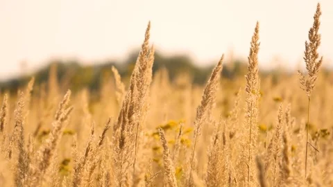 Field grass and sunset over the village and electric pillars Stock Footage 81062650