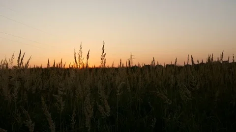 Field grass and sunset over the village and electric pillars Stock Footage 81062726