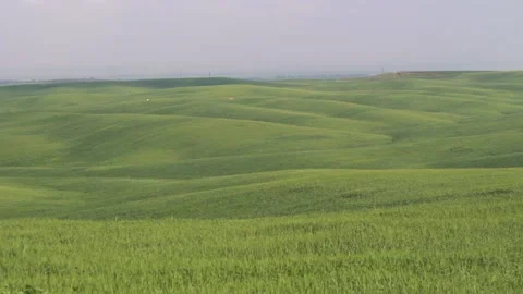Field with Grass and Trees Pan Stock Footage 167267230