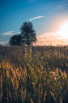 A field with grass and two trees on the horizon with the setting sun. Stock Photos