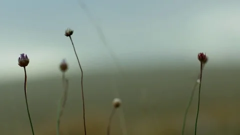 Field Grass And Wind Stockbeeldmateriaal 75207116