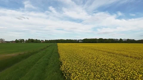Field of grass and yellow rapeseed flowers under a blue sky with fluffy clouds Stock Footage 274395288