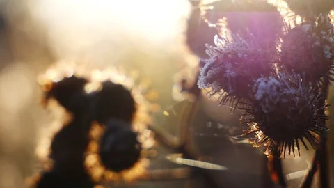 Field grass in autumn sequence of macro rack focus shots Stock Footage 96747575