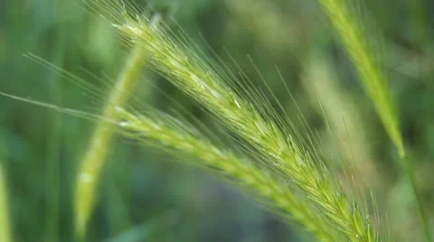 Field grass b Stock Footage 21295504