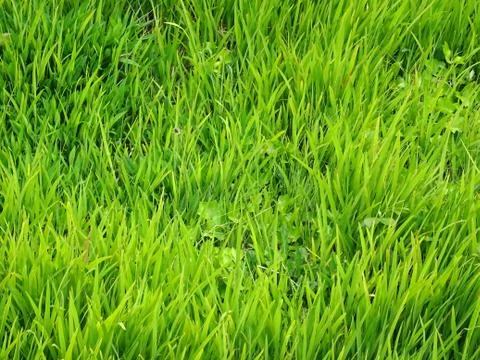 Field Grass Background Stock Photos
