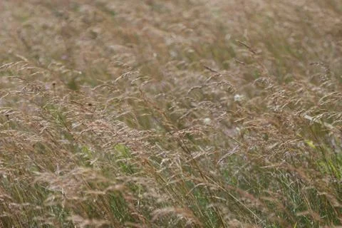 Field grass, background. Stock Photos