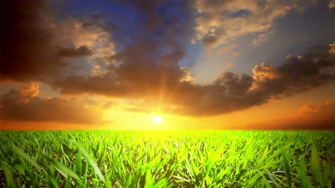 Field of grass on a background of sunset Stock Footage 88687545