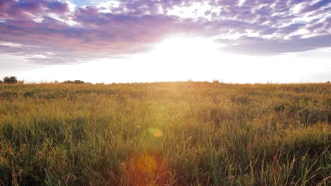 Field of grass on a background of sunset Stock Footage 92847209