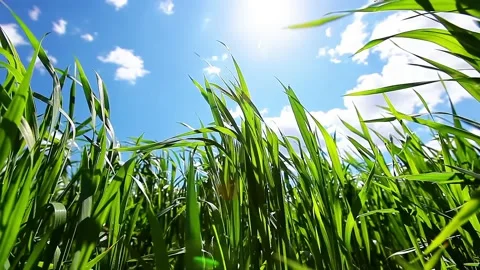 Field of grass on a background of sunset Stock Footage 220447040