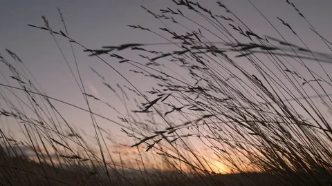 Field Of Grass In Backlight Stock Footage 75173425