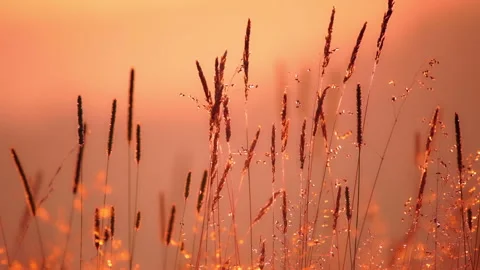 Field of Grass in Backlight Sunlight Видео 106456268
