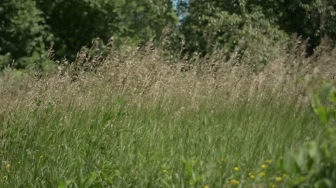 Field of Grass Blowing Gently in the Wind 스톡 동영상 46624714