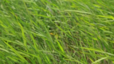 A field of grass with blowing wind Stock Footage 43263547