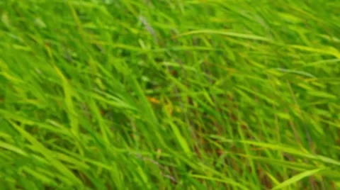 A field of grass with blowing wind Video stock 43263790