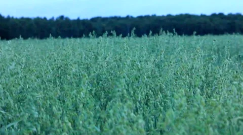 Field of grass blowing in the wind. Stock Footage 54170281