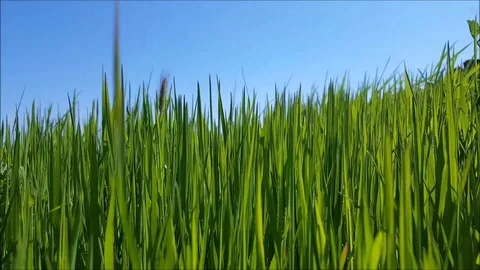 A field of grass with blowing wind Stock Footage 81240430