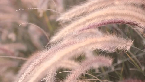 A field of grass with blowing wind. Stock Footage 108477685