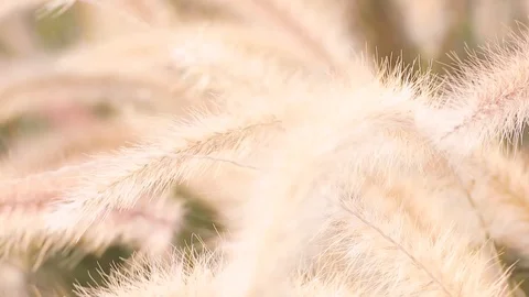 A field of grass with blowing wind. Stock Footage 108478638