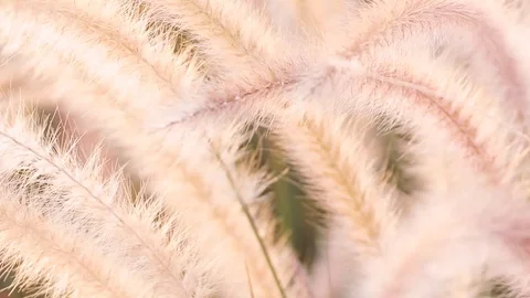 A field of grass with blowing wind. Stock Footage 108478640