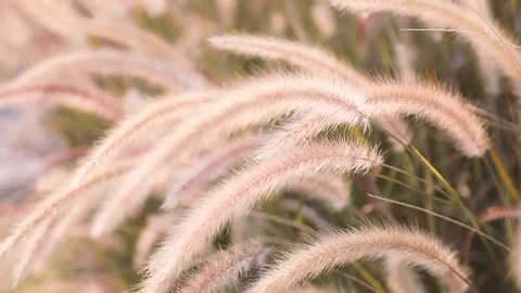 A field of grass with blowing wind. Stock Footage 108478651