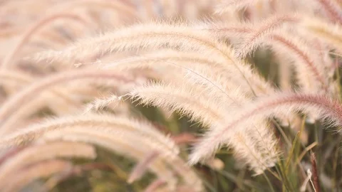 A field of grass with blowing wind. Stock Footage 108478658