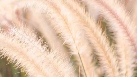 A field of grass with blowing wind. Stock Footage 108478662