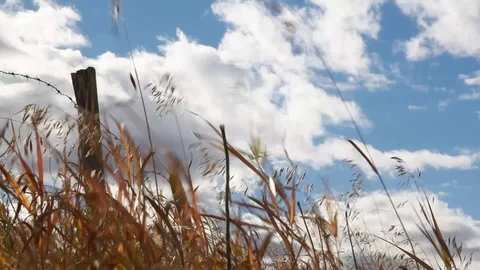 Field of grass blowing in the wind Stock Footage 116441332