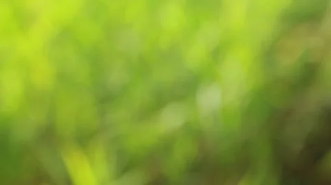 A field of grass with blowing wind,blurry background Stock Footage 43227482