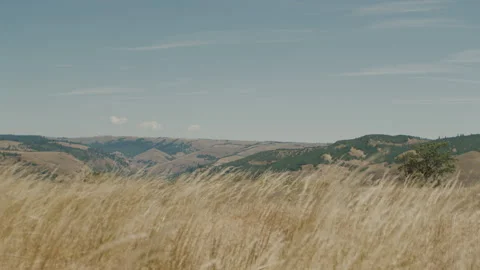 A field of grass blows in the wind near Hood River Oregon - dry summer day Видео 233762386