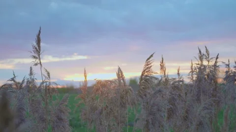 Field grass, bristle plants moving from wind, windy weather. Landscape nature Stock Footage 230958259