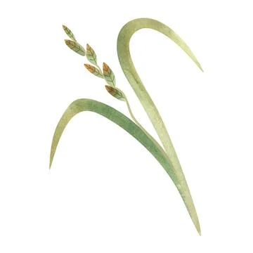 Field grass for cattle feed. Rye grass. Spikelet. Green twig of plant Stock Illustration