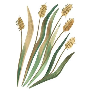 Field grass for cattle feed. Rye grass. Spikelet. Green twig of plant Stock Illustration