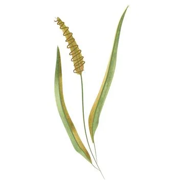 Field grass for cattle feed. Timothy grass. Spikelet. Green branch of plant Illustrazione stock