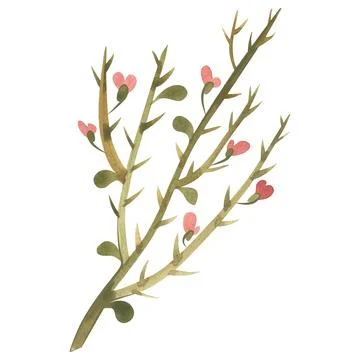 Field grass for cattle feeding. Camel thorn. Dry twig. Watercolor isolated Illustrazione stock