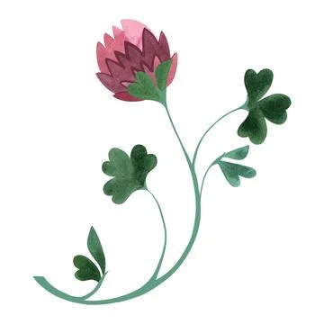 Field grass for cattle feeding. Clover branch with trefoil and pink flowers Stock Illustration