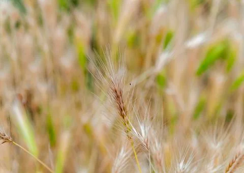 Field of grass close up Stock Photos