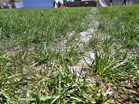 Field Grass close up Stock Photos