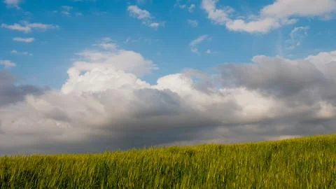 A field of grass with a cloudy sky in the background Stock Photos