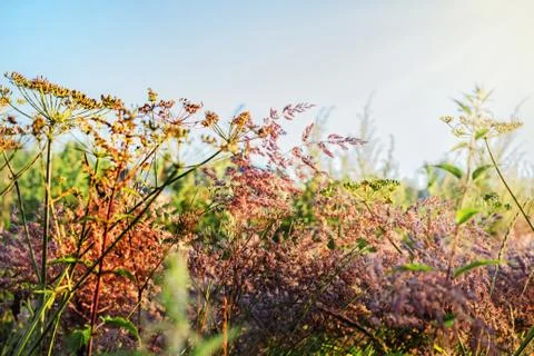 Field grass at dawn Stock Photos