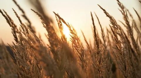 Field of grass during sunrise Video stock 40850673