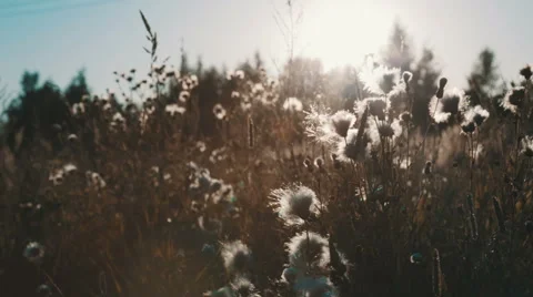 Field of grass during sunset 動画素材 53612557