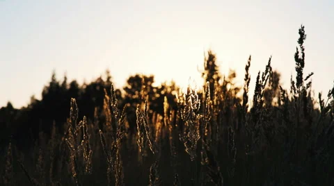 Field of grass during sunset 스톡 동영상 53612817