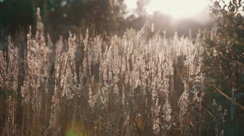 Field of grass during sunset Video stock 53809015