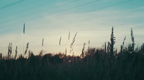 Field of grass during sunset Stock Footage 53809054