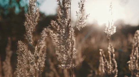 Field of grass during sunset 動画素材 53809150