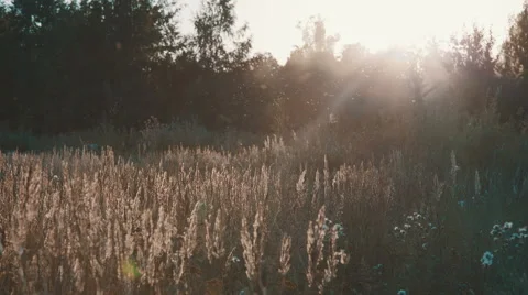 Field of grass during sunset Stock-Footage 53809291